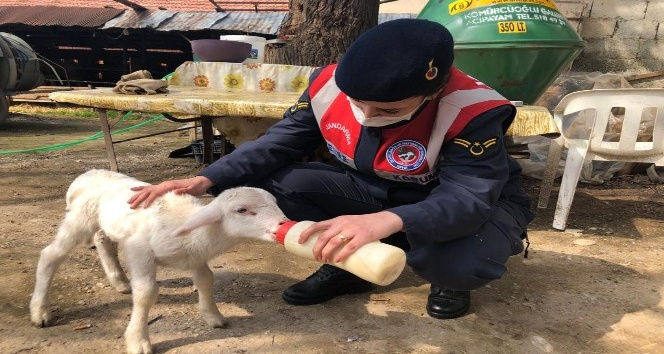 Annelerini kaybeden kuzulara jandarma şefkati