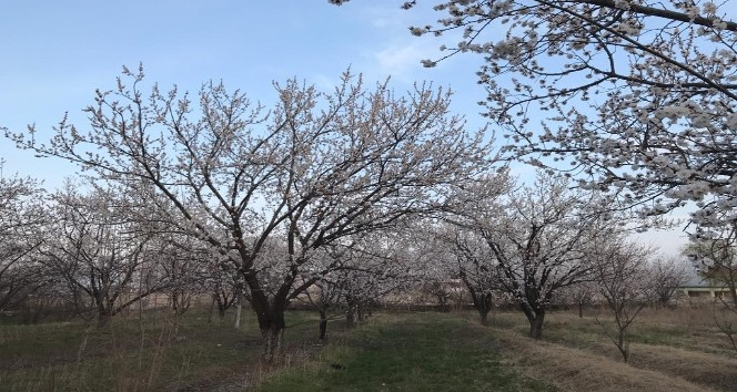 Iğdır’da çiçek açan kayısı ağaçları göz kamaştırıyor