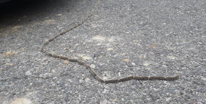 78 tırtıl ip gibi dizildi, görenler 'yılan' zannetti