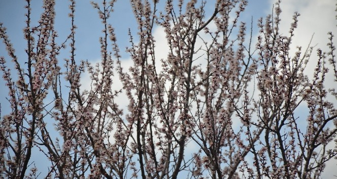 Şırnak dağları sarıya büründü