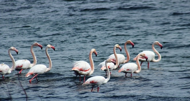 Anadolu’nun Plajı Savcılı’da, flamingolar görüldü