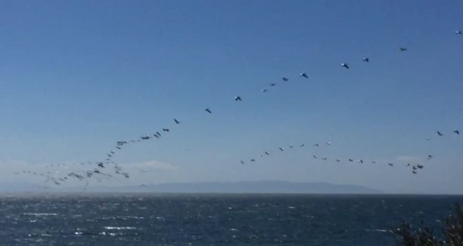Göç eden pelikanlar Tekirdağ semalarını kapladı