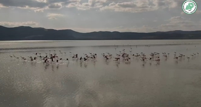 Yarışlı Gölü’nde flamingolar drone ile görüntülendi