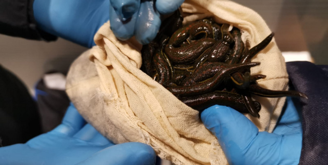 Sabiha Gökçen Havalimanı’nda sülük operasyonu