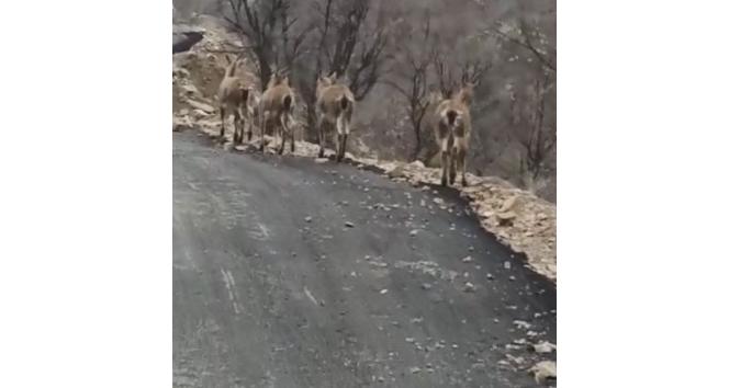 Aç kalan yaban keçileri köye indi