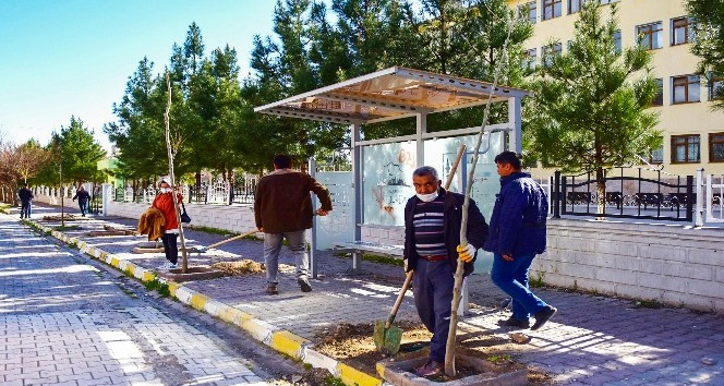 Ceylanpınar’da Yeşil seferberlik