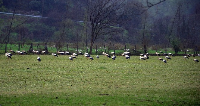 Göç eden leylekler Sakarya’da mola verdi