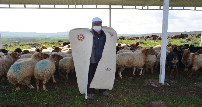 Meralar sürülerle şenlendi