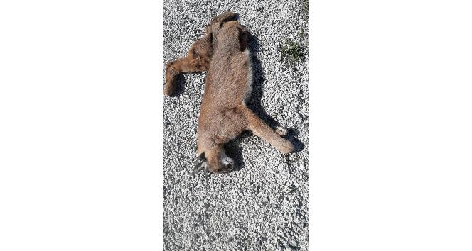 Nesli tükenme tehlikesinde olan Karakulak ölü bulundu