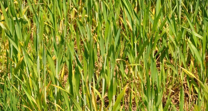 Mardin’de yağışlar üç kat azaldı, kuraklık tarım kadar içme suyunu da olumsuz etkiliyor