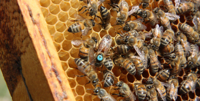 Bahar geldi uykularından uyanıp iş başına geçtiler