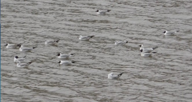 Kars Baraj Gölü kuşlarla doldu