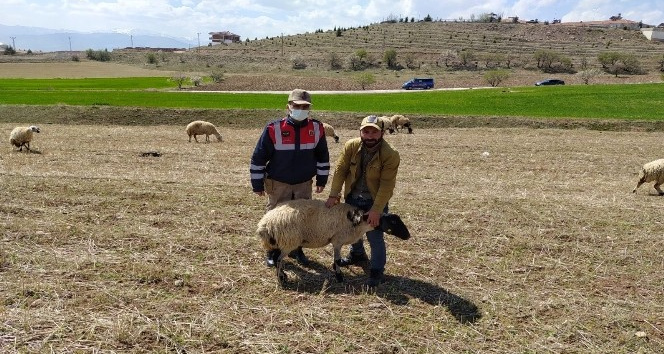 Elazığ’da kayıp koyunlar jandarma tarafından bulundu