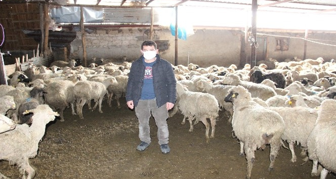 Karaman’da 21 küçükbaşın telef olduğu sürüdeki 579 hayvanı köylüler kurtardı