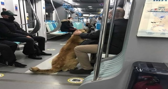 (Özel) İzmir’i toplu ulaşımla gezen köpek Sam bulundu