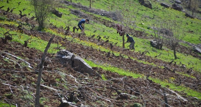 Bahar ile birlikte üzüm bağları seferberliği başladı