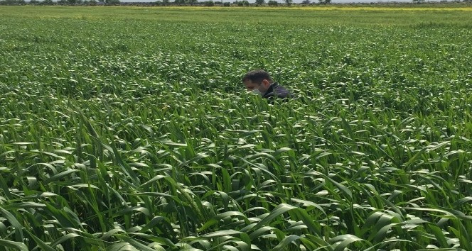 Kilis’te süneyle mücadele başladı