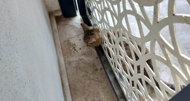 Kafası kapıya sıkışan kedi kurtarıldı