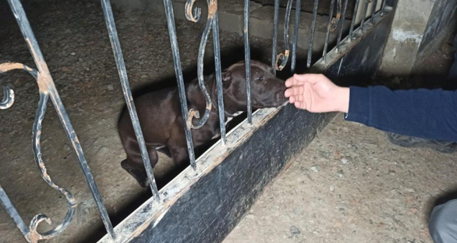 Ankara’da veteriner teknisyeninin bahçesine yapılan baskında yasaklı ırk bulundu