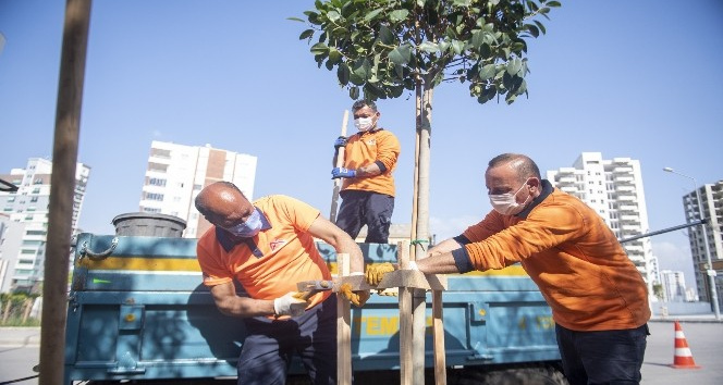 Büyükşehir Belediyesi, Toroslar’ın kaldırımlarına 175 ağaç fidanı dikti