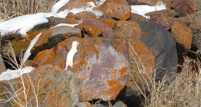 Nadir görünen beyaz gelincik Ardahan’da görüntülendi