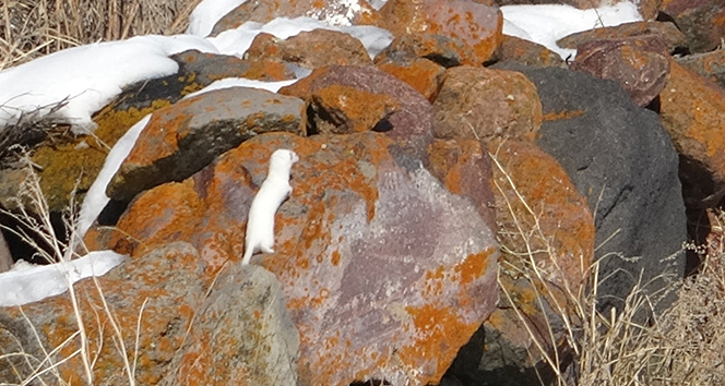 Nadir görünen beyaz gelincik Ardahan'da görüntülendi