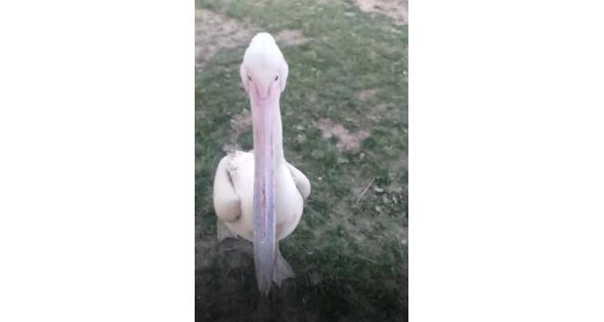 Yaralı bulunan pelikan tedavi altına alındı