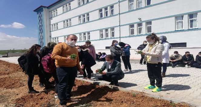 Afyonkarahisar’da liseli öğrenciler okul bahçesine kekik fidanı dikti