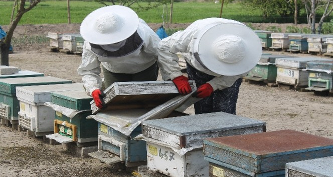 Manyas’ta arılar zehirli kimyasal atık su yüzünden telef oldu