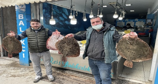 Karadeniz’de kalkan balığı bereketi: Kilosu 200 TL