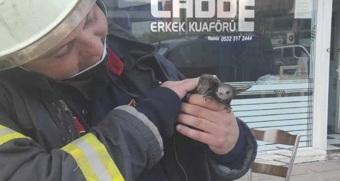 Trafo binasına sıkışan Ebabil kuşu itfaiye tarafından kurtarıldı