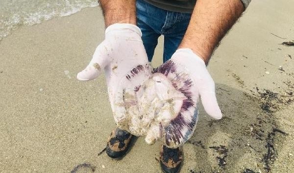 Kuşadası’nda ölü denizanaları sahile vurdu