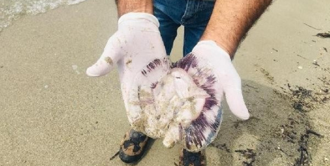 Kuşadası'nda denize vurdular! Sakın çıplak elle dokunmayın