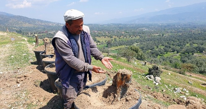 Bozdoğan’da kesilen zeytin ağaçları için vatandaşlar tepkili