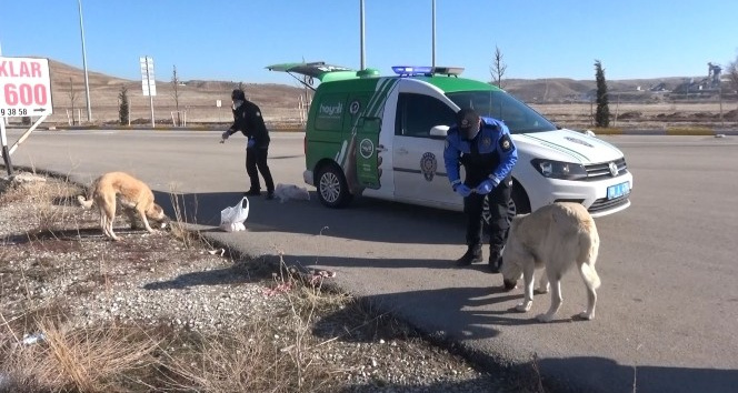 Aksaray’da hayvan koruma polisleri sokak hayvanlarının tüm ihtiyaçları karşılıyor