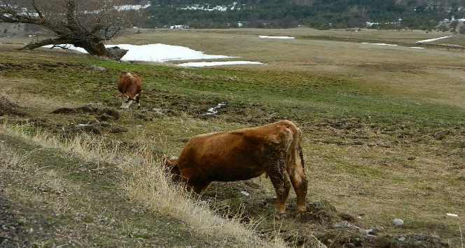 Posof nisan ayında bahara kavuştu