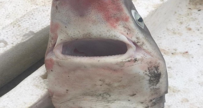 Ordulu balıkçıların ağına camgöz köpek balığı takıldı