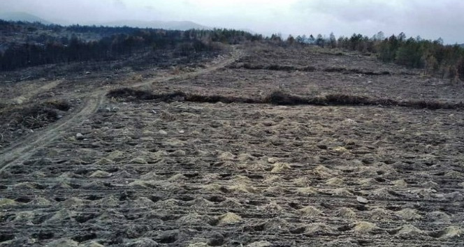 Bolu’da, yangında zarar gören 136 hektarlık alan ağaçlandırılacak