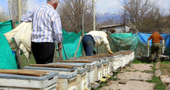 Erzincan’da kıştan çıkan bal arıları açan çiçeklerle buluştu