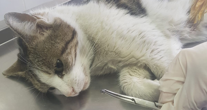 Esenyurt’ta yaralı kedinin vurulduğu ortaya çıktı