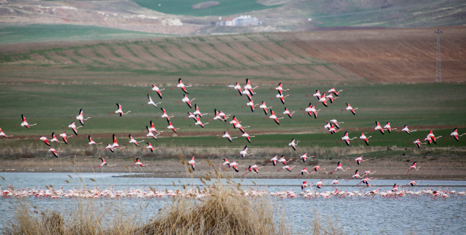 Başkent'in renkli misafirlerinden mest eden görüntüler