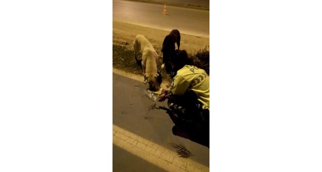 Radar polis memuru iftar kumanyasını sokak köpeklerine verdi