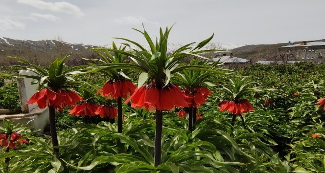 (Özel haber) Van’da ters laleler açmaya başladı