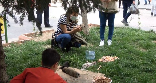 Siirt’te caddede doğum yapan köpeğe vatandaşlar sahip çıktı