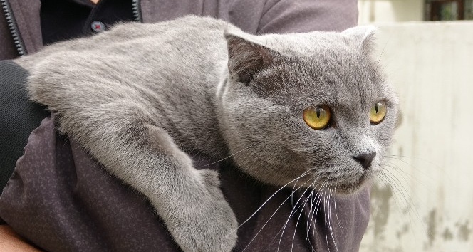 Kedi