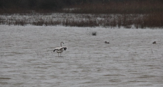 Göç yolundaki flamingo Sinop’ta görüntülendi