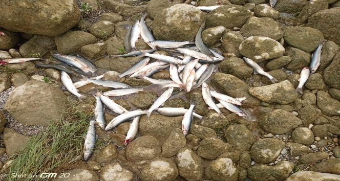 Kahramanmaraş’taki balık ölümleri