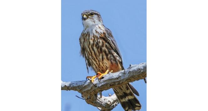 Hersek’te kuş tür sayısı her geçen gün artıyor