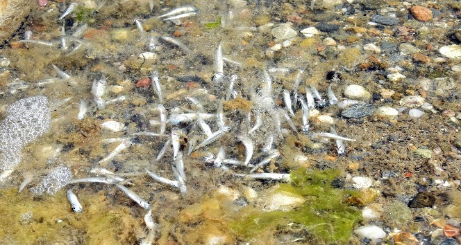 Kum Adası’nda tedirgin eden balık ölümleri