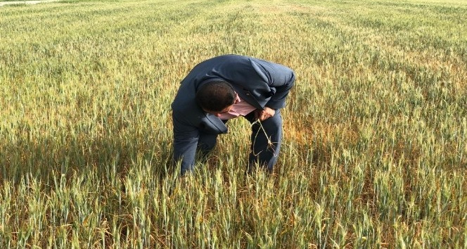 Mardin’de çiftçilerin kuraklık çığlığı